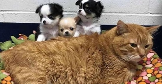 Больной рыжий кот стал сотрудником ветеринарной клиники  