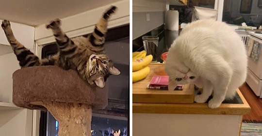 18 безумно забавных случаев, когда коты будто бы сломались и вели себя странно, но смешно