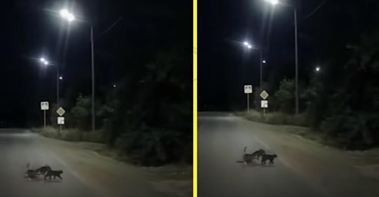 Две кошки помогли собаке с поврежденными лапами перейти дорогу  