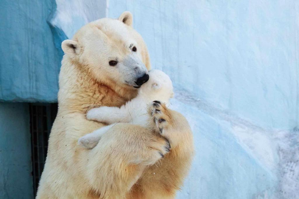 Фото медведицы с малышом прекрасно, но не все считают его милым: почему мнения людей и зоологов расходятся