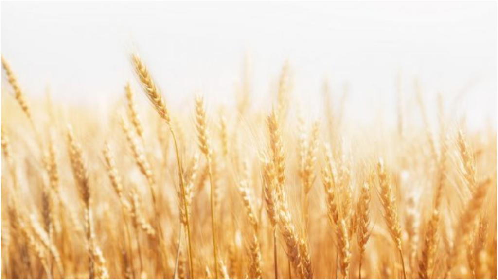Многоэтажка для пшеницы: американцы нашли способ выращивать в 600 раз больше зерна
