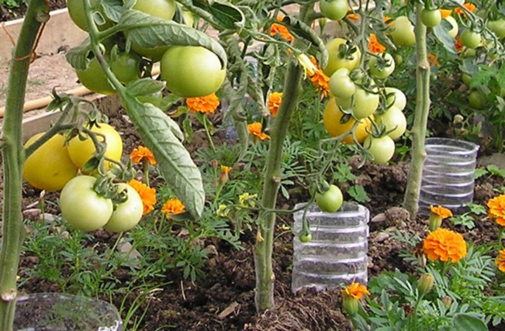 Простые методы помогают мне избавить томаты в парниках от фитофтороза в июле августе: орошение, мульчирование почвы, полив и формирование кустов