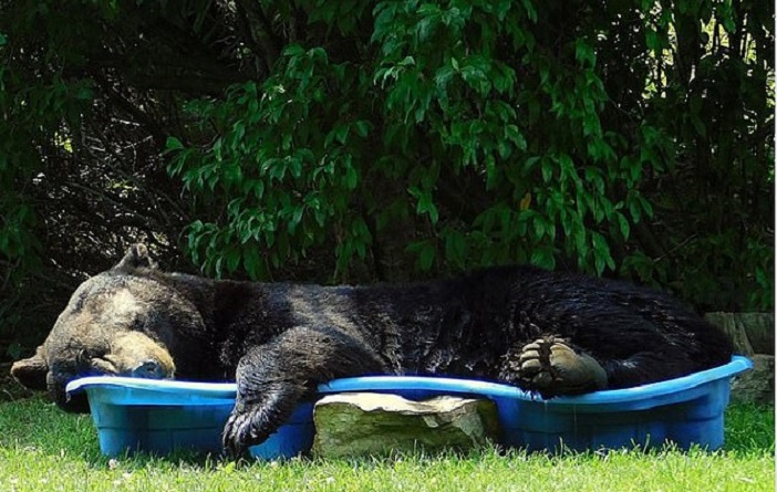 Черный медведь забрел на задний двор и искупался в детском бассейне: видео