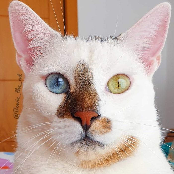 Кот по кличке Боуи любит фотографироваться и играть. Он стал звездой Интернета благодаря своим разноцветным глазам (фото)
