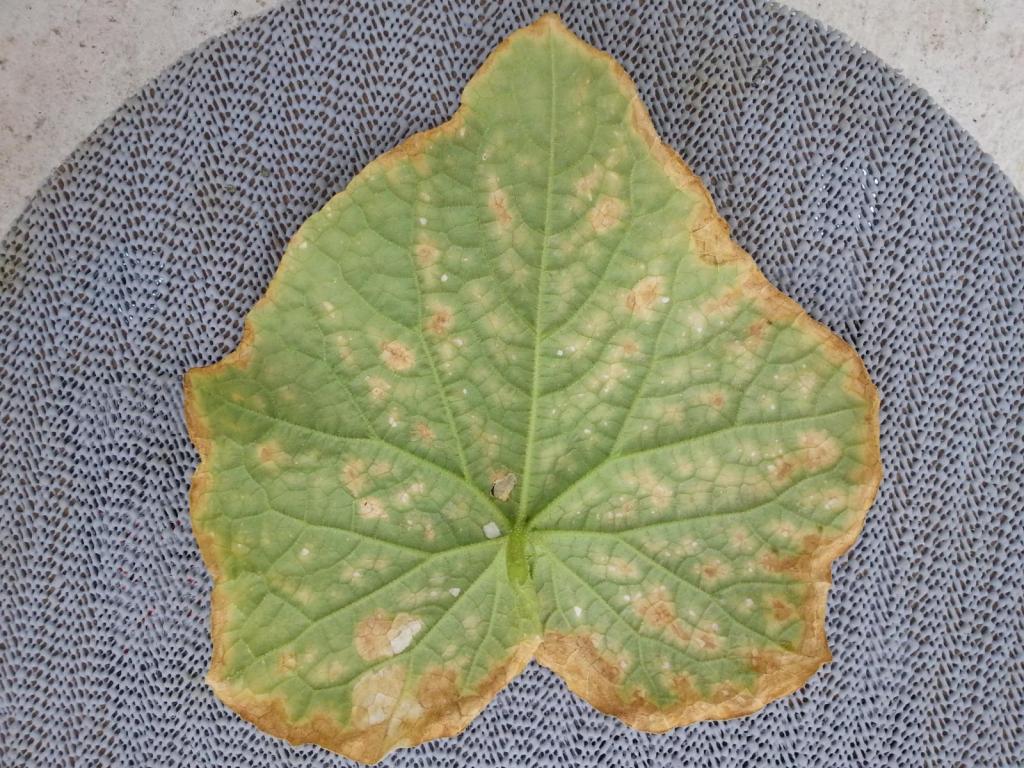 Фото листьев огурцов при нехватке минеральных веществ