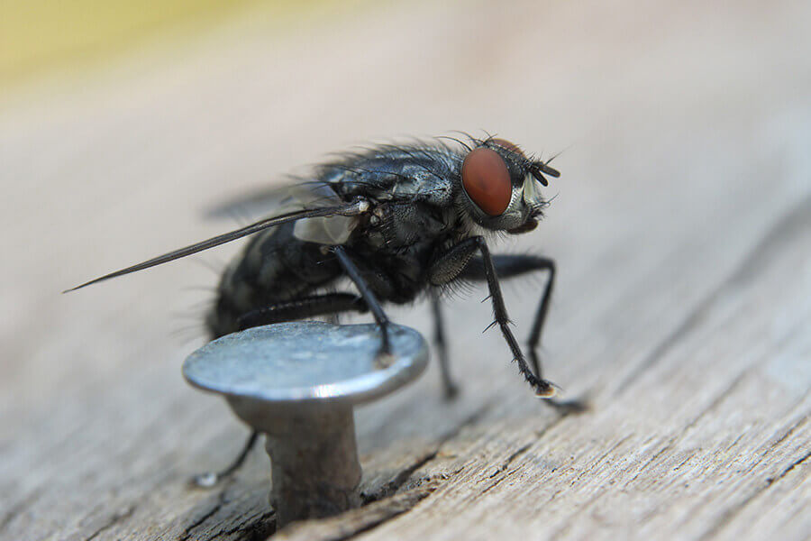 Насыпаю на подоконник перец   мухи не залетают: как бороться с мухами и комарами