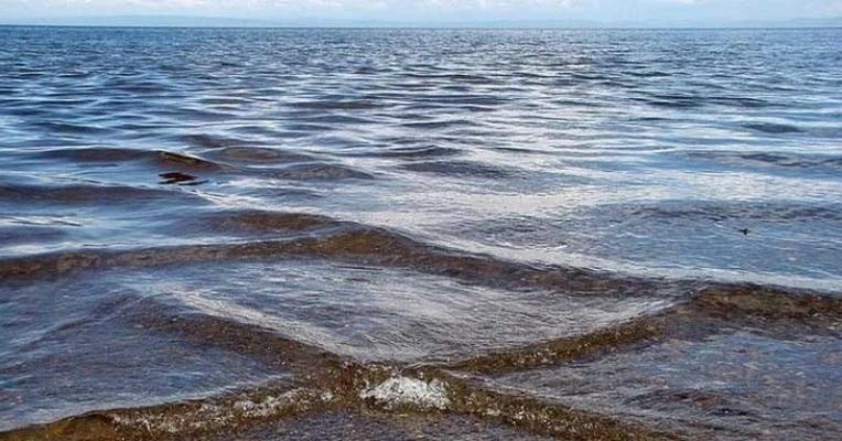 Увидев их, выходите из воды. Чем опасны 