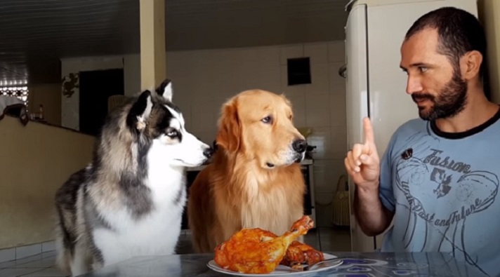 Хозяин поставил перед собаками жареного цыпленка и ушел, велев им не трогать еду: как повели себя питомцы (видео)