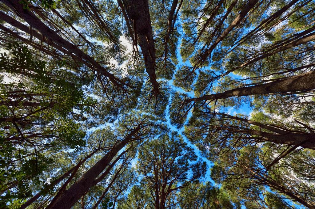 Застенчивость кроны: во многих лесных массивах есть таинственные промежутки, которые помогают деревьям оставаться здоровыми 