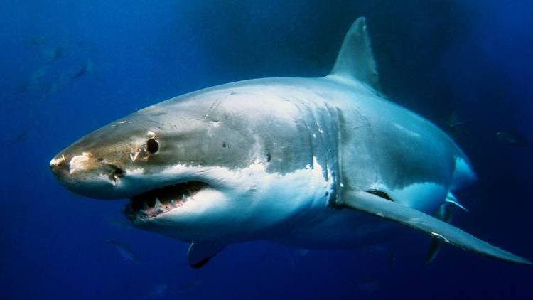 Появилось сообщение: в Темзе обнаружена  акула . Какой была реакция британцев на новость в Twitter
