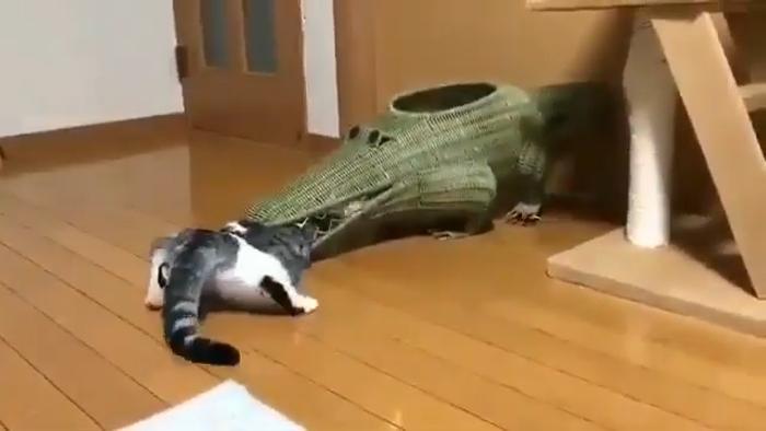 Эпическая битва бесстрашного кота против «злого» крокодила (смешное видео)