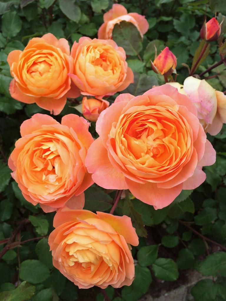 Мне нравится не только внешний вид, но и запах роз. Поэтому сажаю чайно-гибридные розы и другие сорта с ярким запахом