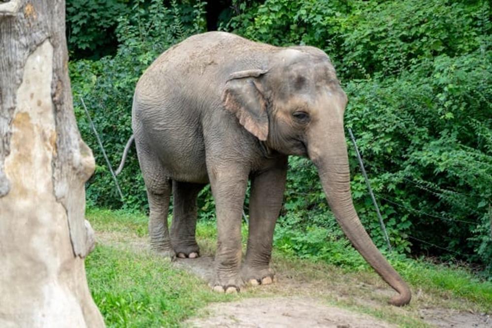 Слон в Нью Йорке, колумбийский лес и река в Индии   тоже люди: 10 случаев, когда права получали природные объекты и животные, а не люди