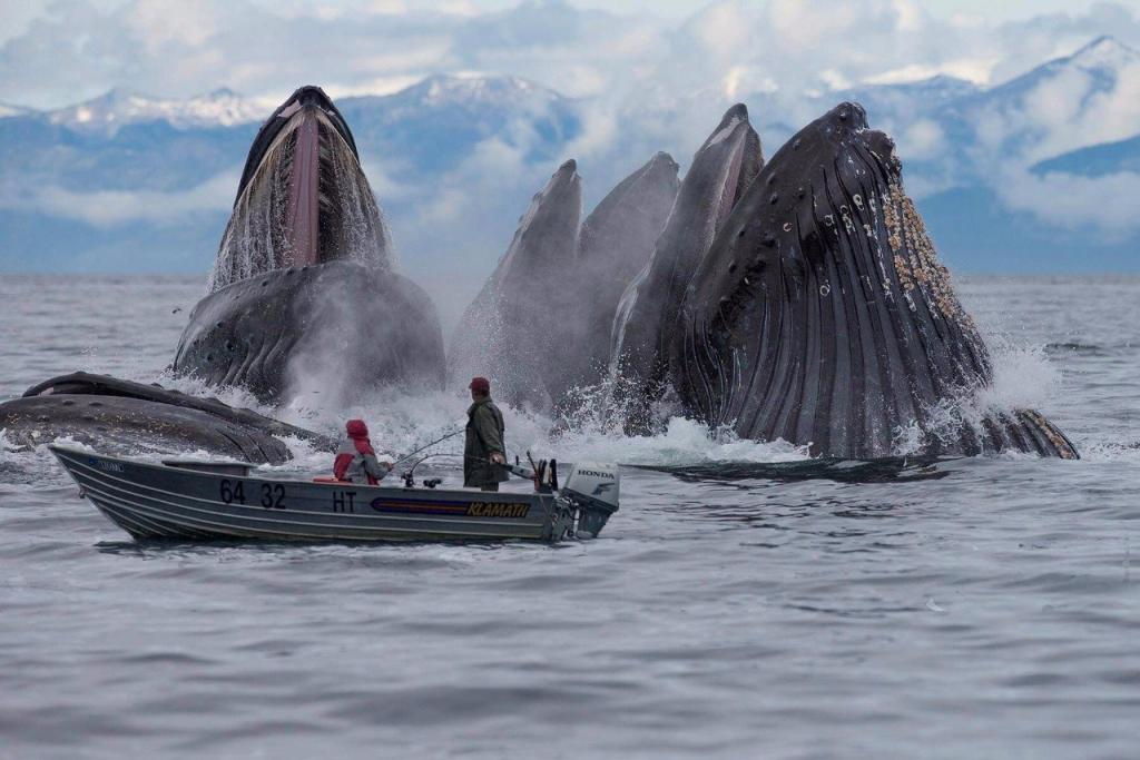 Ученые предлагают прекратить использование моторных лодок при наблюдении за китами