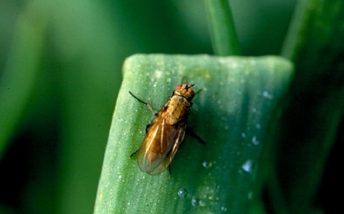 Соседи-фермеры дали советы, как выявить и избавиться от луковой мухи: благодаря им спасла урожай