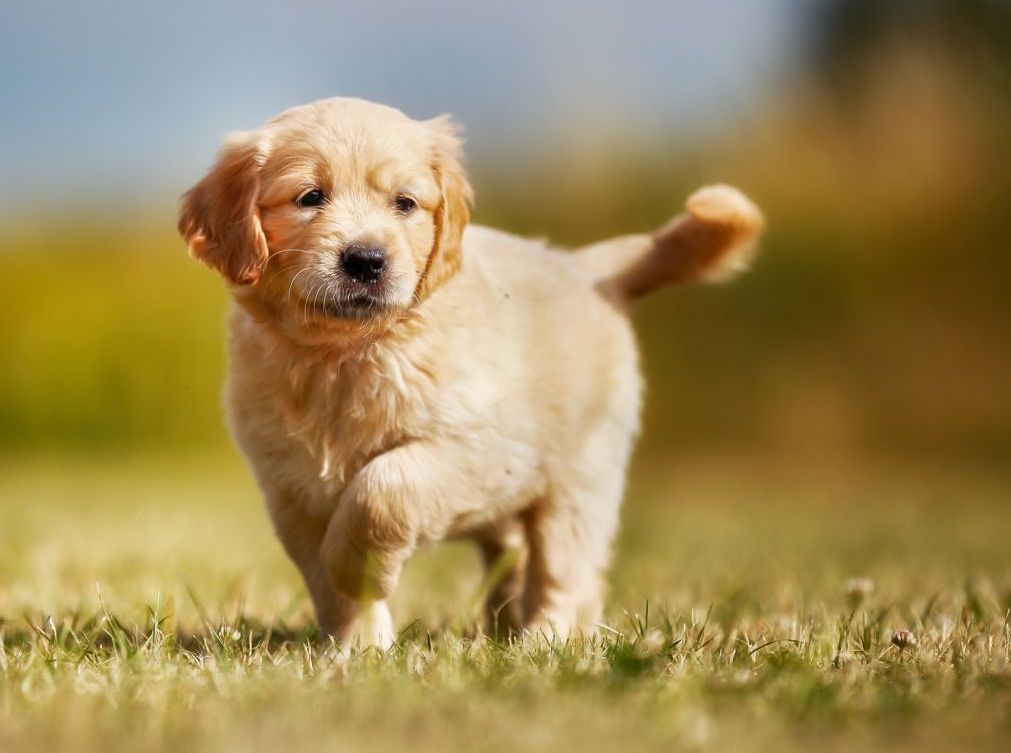 О продолжительности жизни собаки может рассказать ее шерсть: исследование ученых