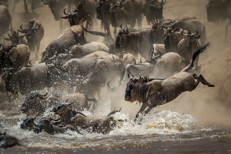 Потрясающие изображения животных в дикой природе: Энди Хоу стал победителем конкурса  Природа в действии 