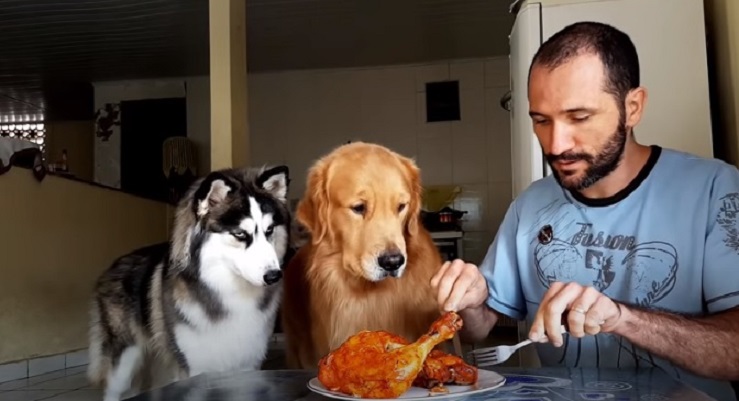 Хозяин поставил перед собаками жареного цыпленка и ушел, велев им не трогать еду: как повели себя питомцы (видео)