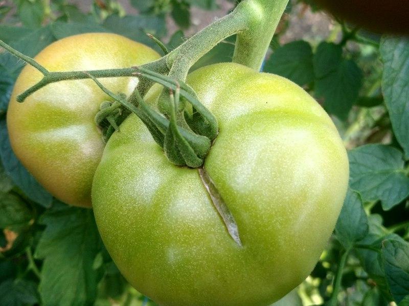 Трещина трещине рознь: какие меры предпринимать для защиты кожицы томатов в зависимости от характера дефектов