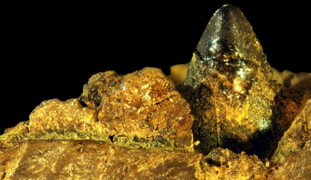 Археологи нашли на Аляске зуб молодой особи динозавра: это доказывает, что древние ящеры не только мигрировали на север, но и процветали там