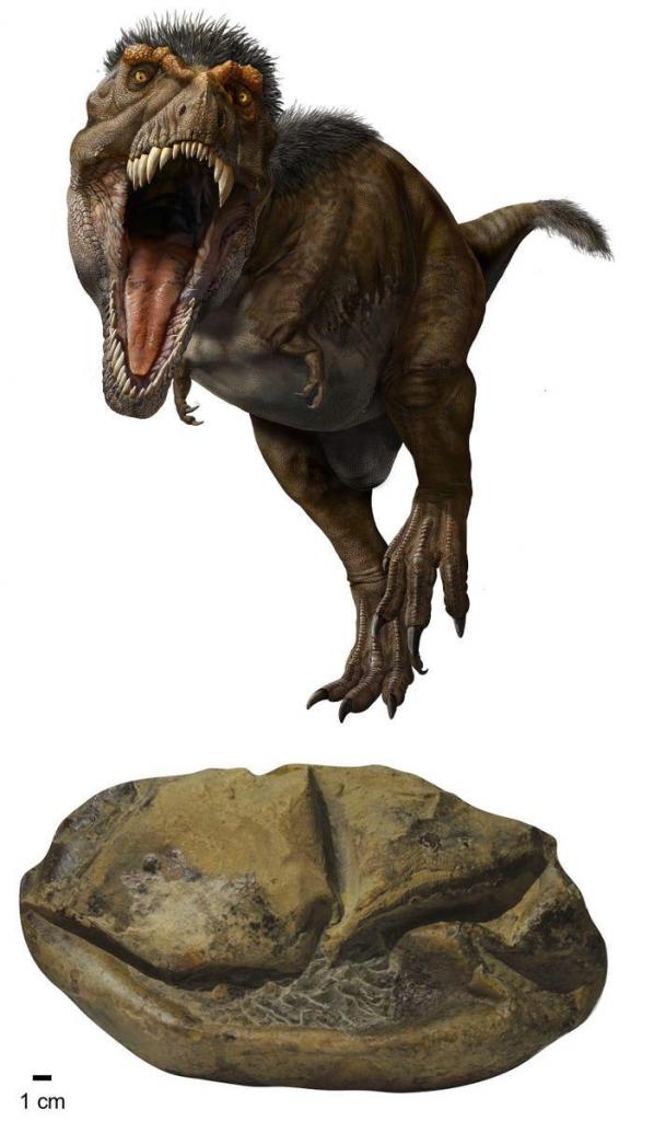 Тираннозавры не ревели, а ворковали: 