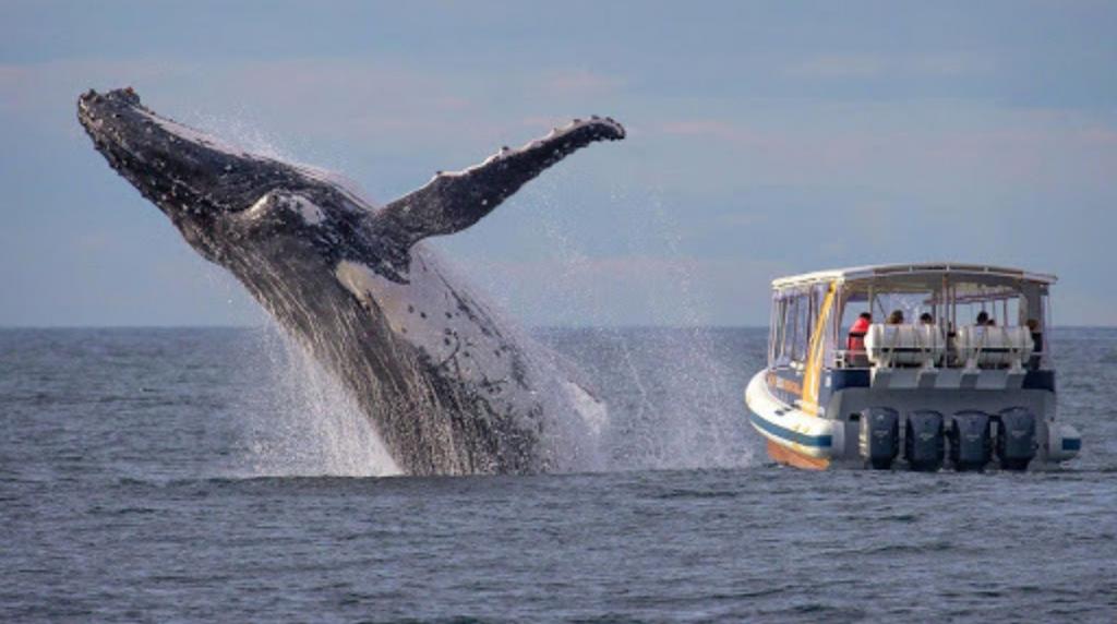 Ученые предлагают прекратить использование моторных лодок при наблюдении за китами