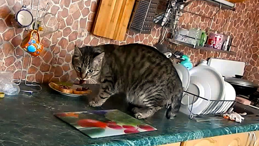Кот начал лазить по столам