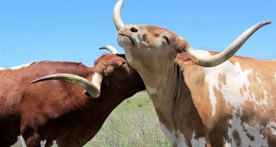 Такая корова нужна самому: бык устроил протест и не захотел отпускать свою любимую корову (трогательное видео)