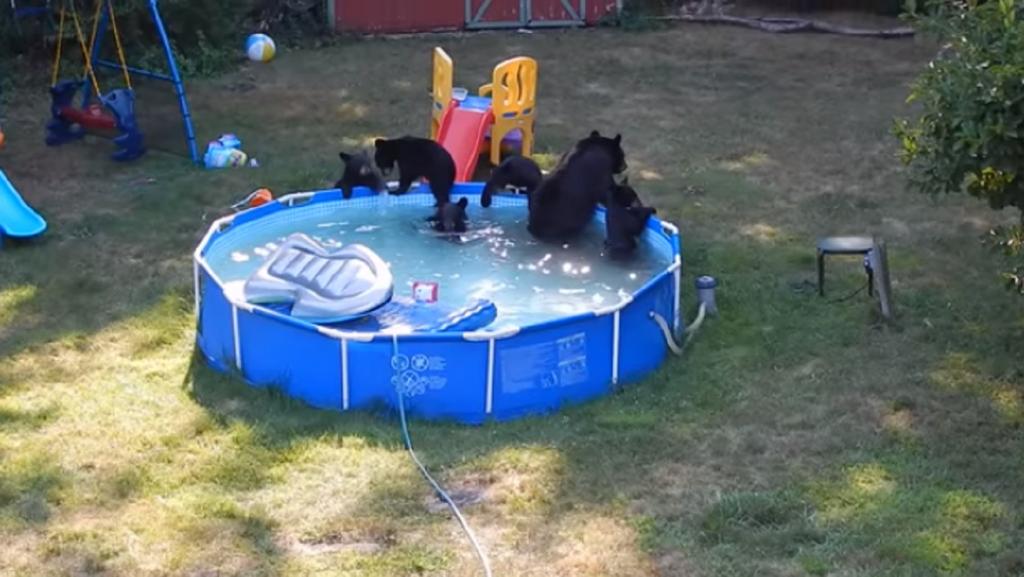 Бассейн, качели, игровая площадка: мама медведица привела 5 медвежат поиграть в чужом дворе