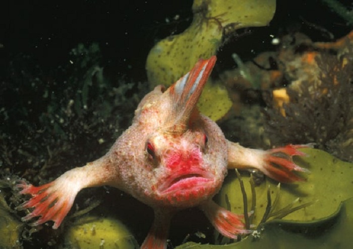 Первая морская рыба, обнаруженная когда-то европейцами в Австралии, объявлена вымершей