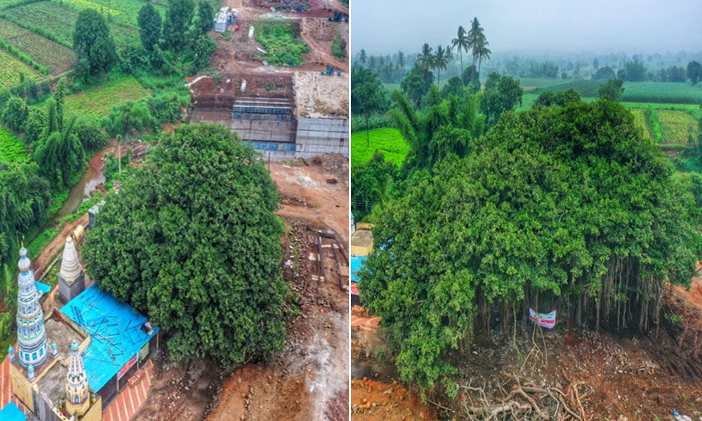 Оно хранит легенды, фольклор и воспоминания о детстве: в Индии при строительстве дороги люди спасли 400-летнее дерево