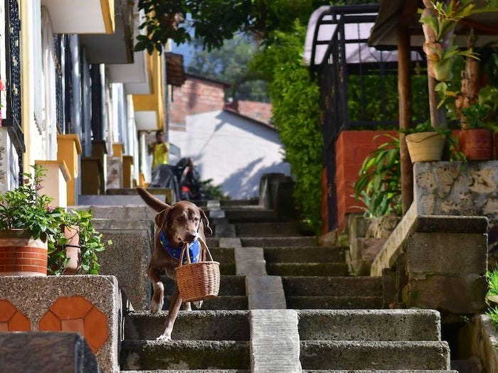 В Колумбии пес работает доставщиком еды: у собаки клиенты по всему району