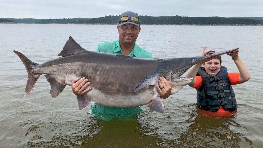Мужчина с 9-летним сыном на рыбалке поймали 68-килограммового веслоноса. Рыбу отпустили, как только зафиксировали рекорд
