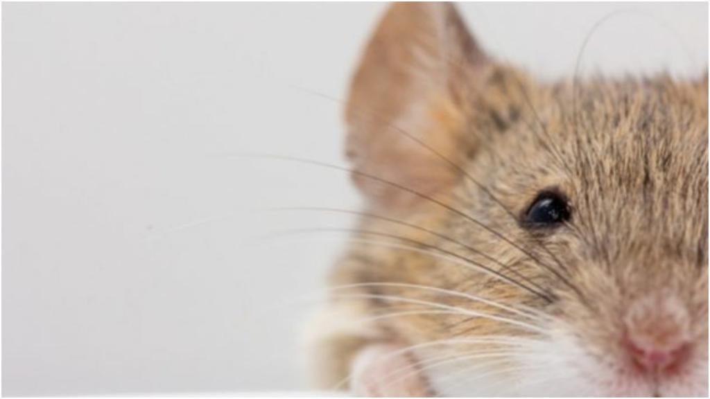 Мыши умеют, пора бы и нам: грызуны могут отличить фейковые кадры от настоящих