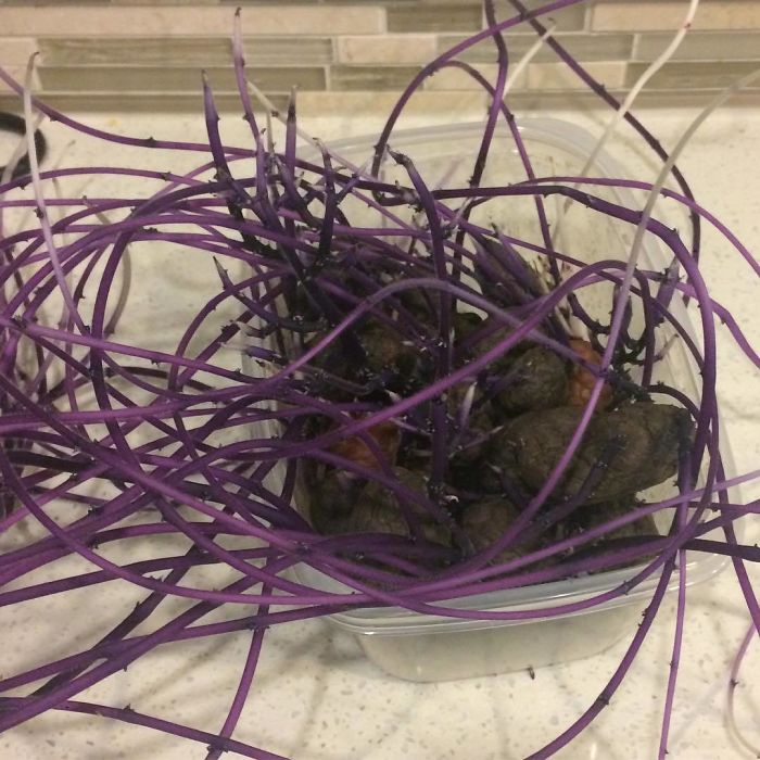 Подруга уехала на три месяца, но забыла про картошку под столом: вернувшись, она увидела  водоросли  (фото)