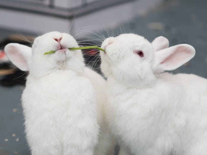  Кроликов можно безопасно выгуливать на шлейке : ветеринары ответили на самые популярные вопросы о кроликах