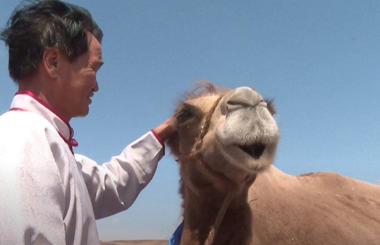 Верный верблюд прошел 100 км по китайским степям и вернулся к своим хозяевам