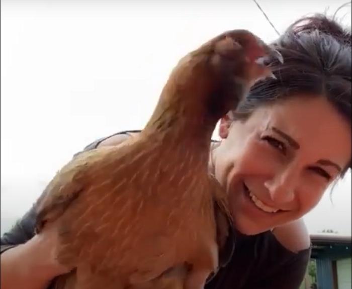 Курица смеется, как человек, когда хозяйка щекочет ее (смешное видео)