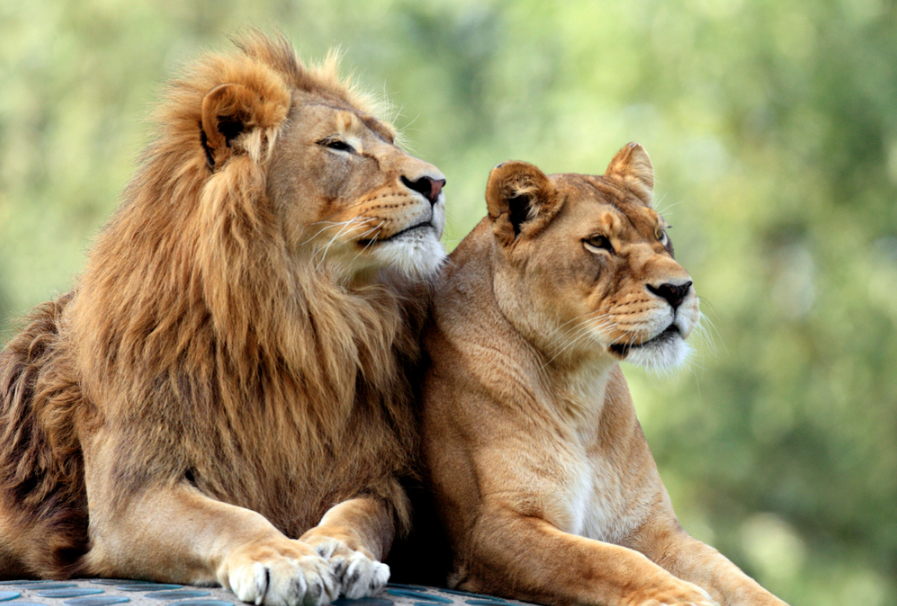 Ничто человеческое хищникам не чуждо: тигры и львы из нью-йоркского зоопарка 