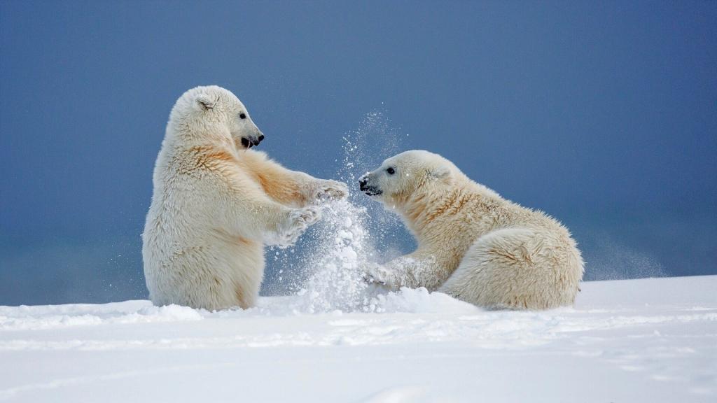 800 тысяч гектаров для сохранения популяции белого медведя: в России появится новый природный заповедник  Медвежьи острова 