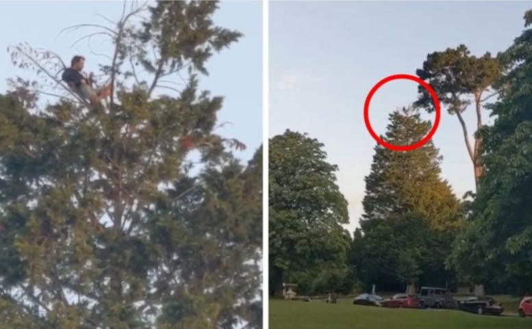 Пикник на высоте 18 метров: мужчина залез на верхушку дерева перекусить, соблюдая социальную дистанцию