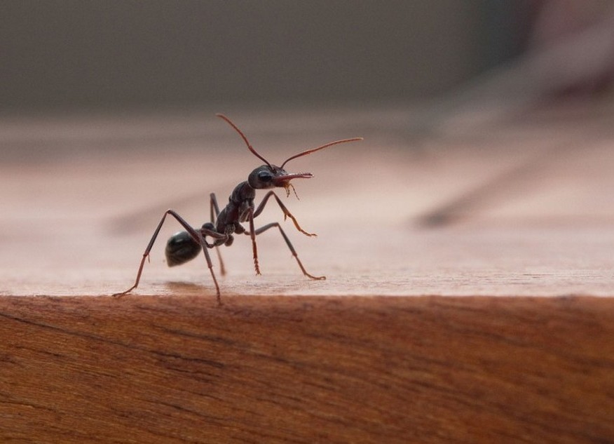 Уксус, мята и другие природные средства для защиты от муравьев