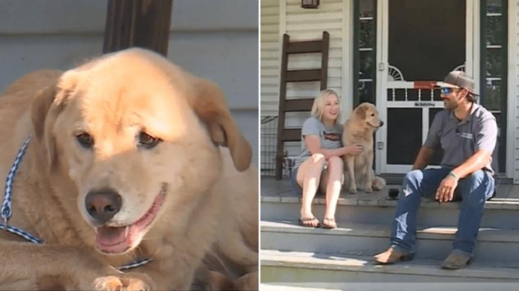 Пропавший пес прошел 100 км, чтобы вернуться в бывший дом семьи