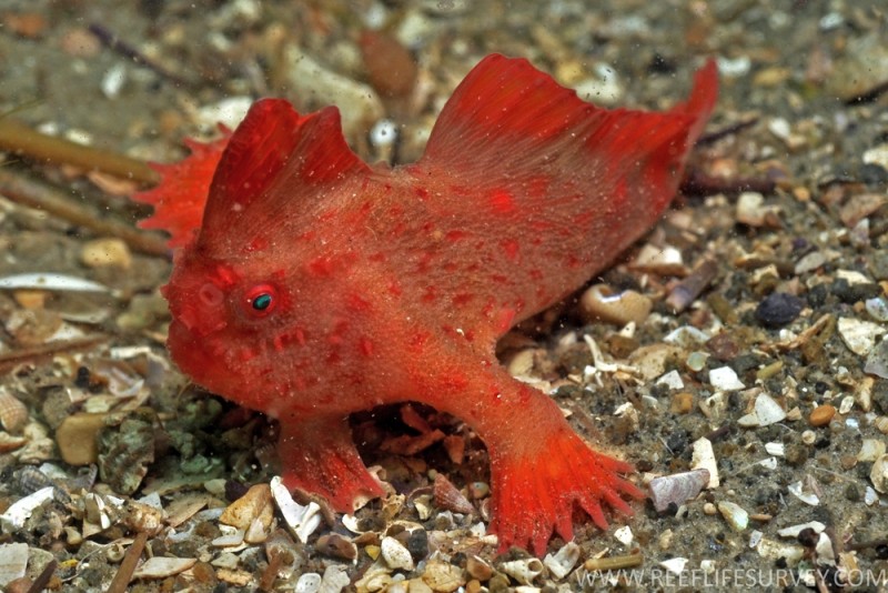Первая морская рыба, обнаруженная когда-то европейцами в Австралии, объявлена вымершей