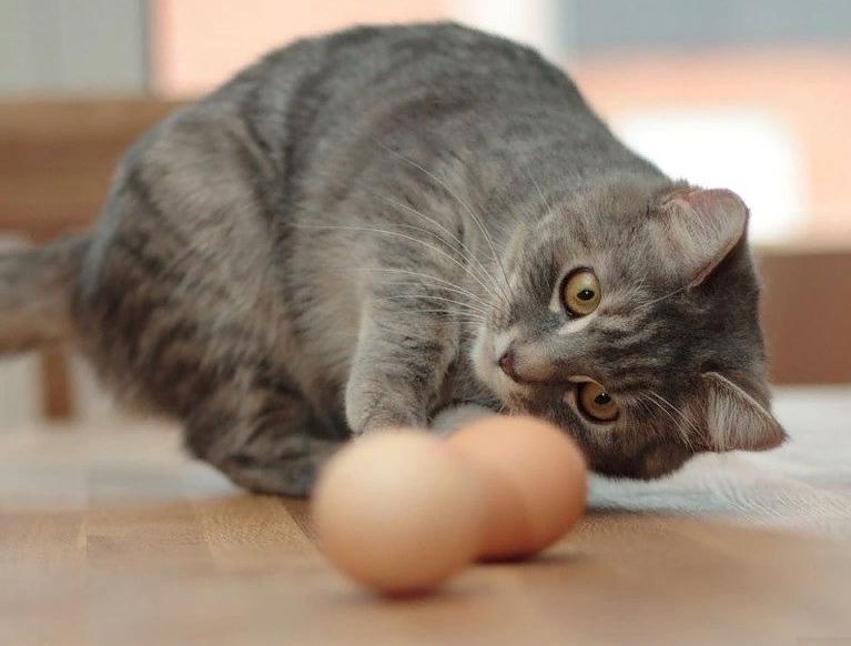 Люди дают своим кошкам куриные яйца, чтобы посмотреть, будут ли они «защищать» их: результат превзошел ожидания (фото)