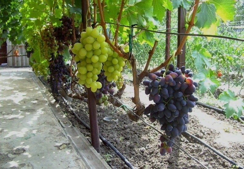 Виноград арк