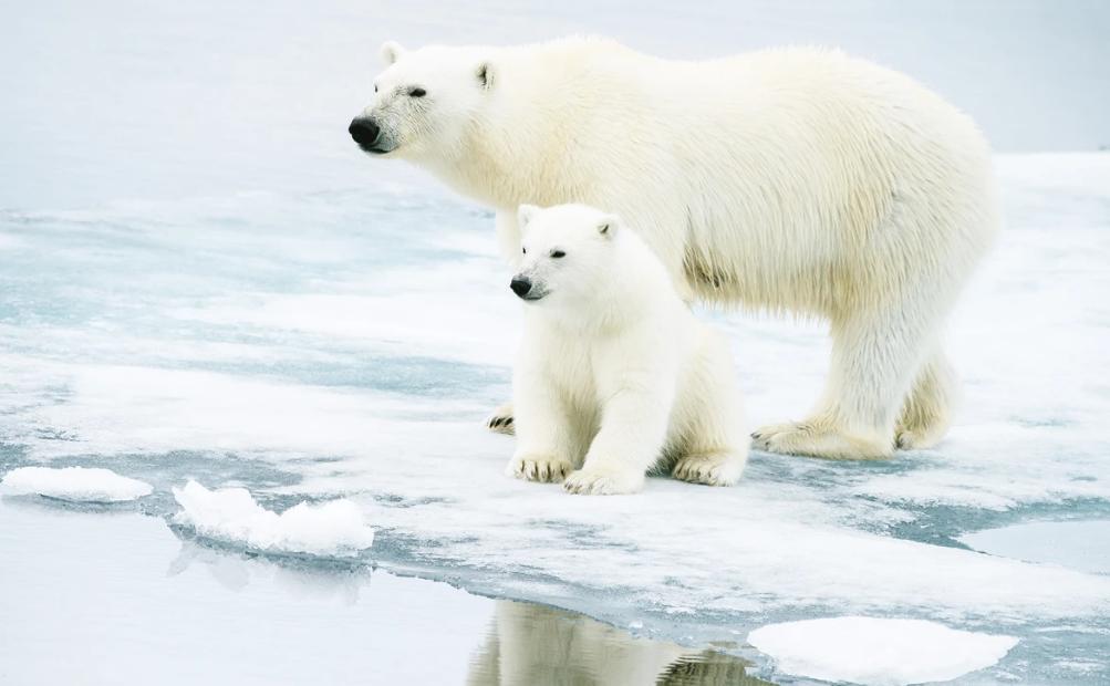 Дикая природа страдает от тех же проблем, что и люди: тающие льды и еще четыре беды, которые угрожают животному миру