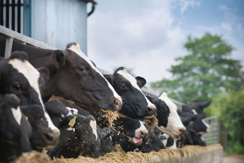 Производство мяса и молочных продуктов выделяет больше азота, чем может переработать Земля