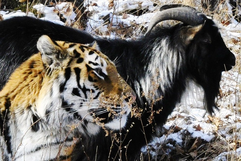 Амур, самый известный тигр Приморья, в период пандемии нашел опекуна