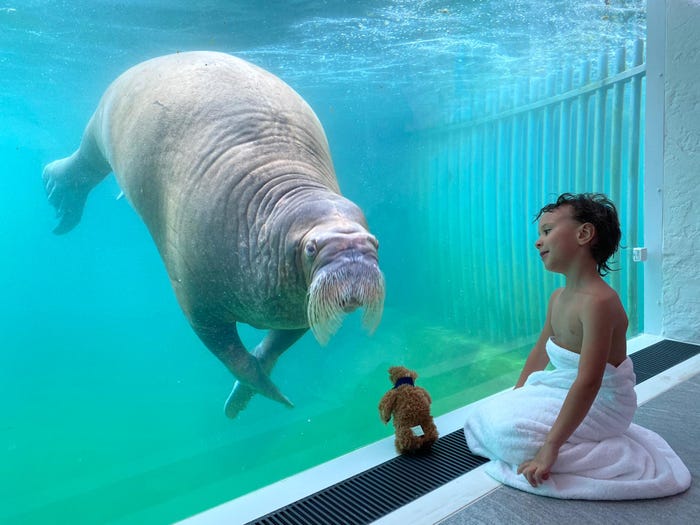 Уникальный отель аквапарк зоопарк 3 в 1: гости размещаются в подводном или наземном номере со стеклянными стенами, за которыми им позируют моржи и медведи